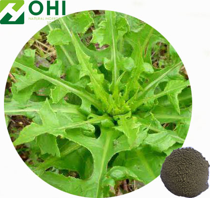 Lactuca Virosa
